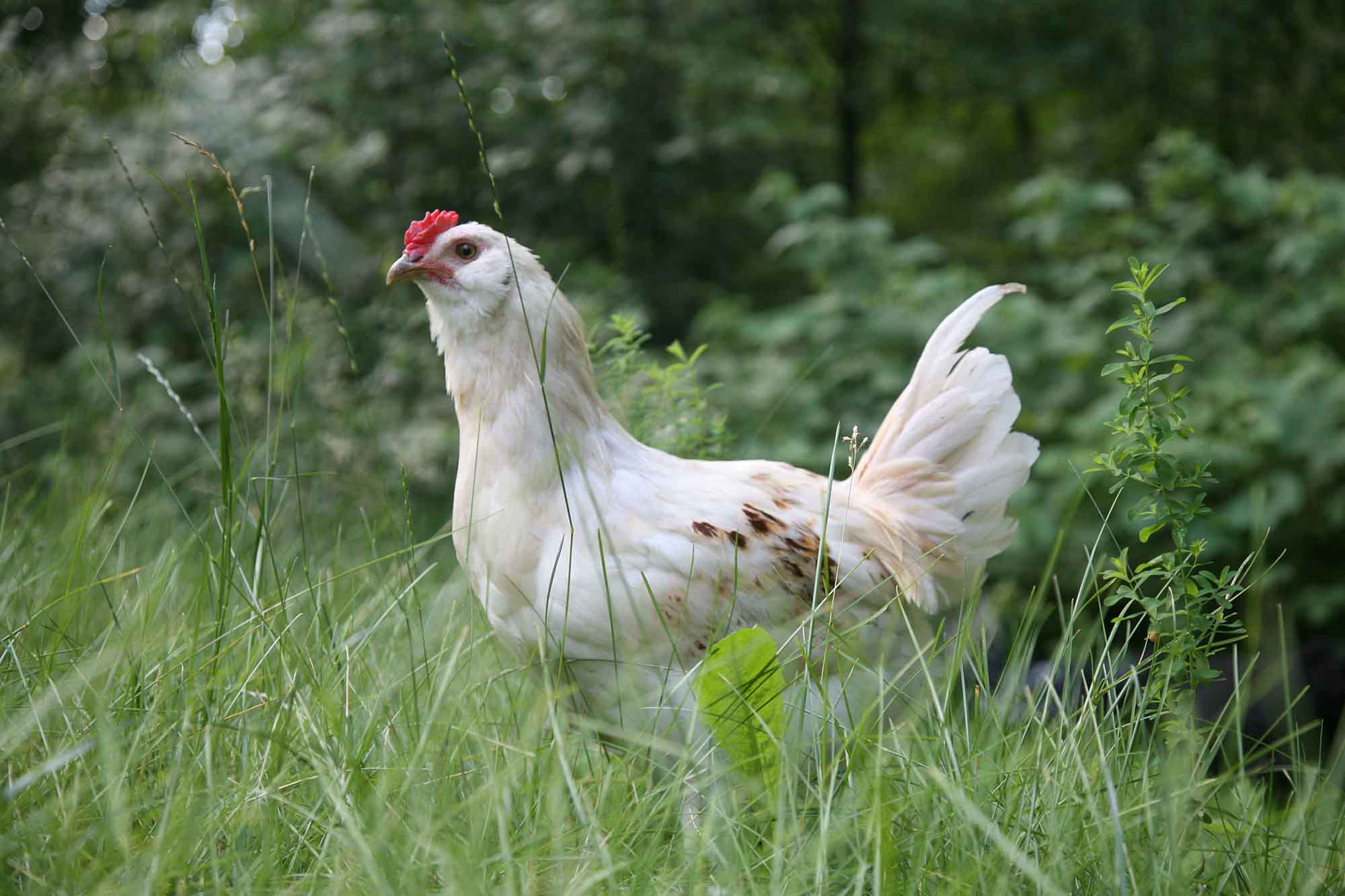 Poule dans les hautes herbes.