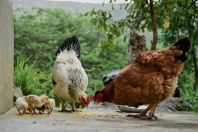 photo de poules et leurs poussins qui picorent.