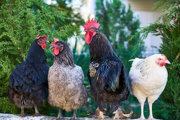 Prévention contre la grippe Aviaire