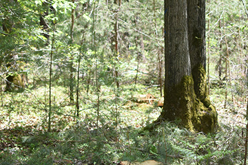 ENTRETIEN DE LA FORÊT DOMANIALE